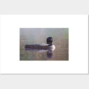 Common Loon - Wilson Lake Posters and Art